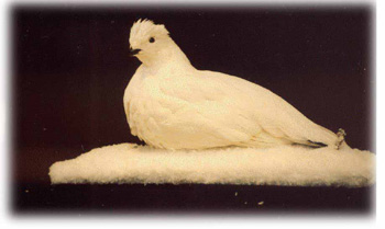 bird