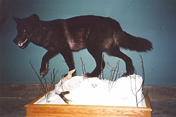 Alaska Taxidermy